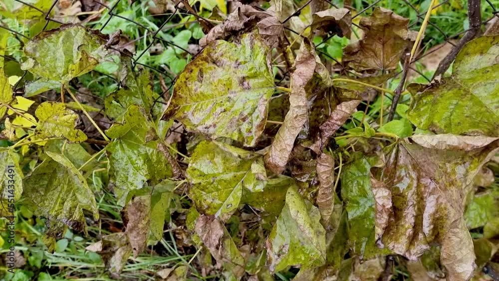 Old leaves resist rain and wind. Even the old can be beautiful and defiant. Old leaves resist rain and wind. Even the old can be beautiful and defiant.