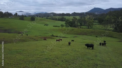 Grazing cows in green fields on cloudy day, Nambucca Valley in New South Wales, Australia. Aerial forward low altitude photo