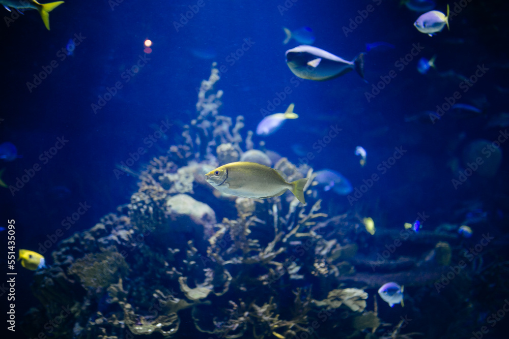 Fototapeta premium ocean fish