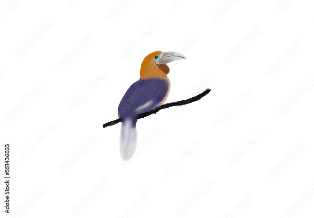 Fototapeta premium Great hornbill of the tropical rainforest, PNG