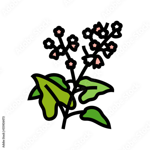 buckwheat plant healthy color icon vector. buckwheat plant healthy sign. isolated symbol illustration