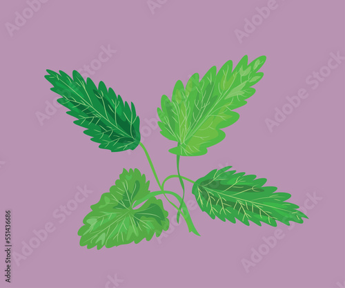 peruvian mint muña vector illustration