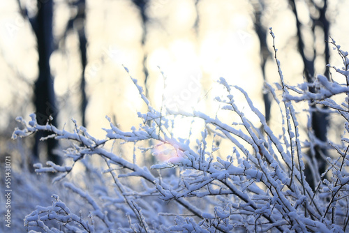 winter background branches snow park nature © kichigin19