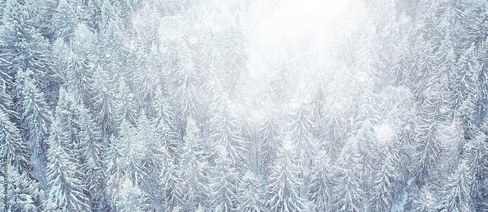 Fototapeta premium trees forest frost top view background, abstract drone view nature seasonal winter spruce