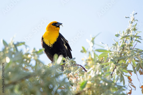 Yellow-headed blackbird in tree