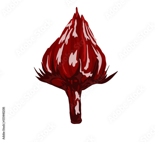 Closeup fresh Roselle flower ( Jamaica sorrel, Rozelle or hibiscus sabdariffa ) isolated on white background. Icon vector illustration.