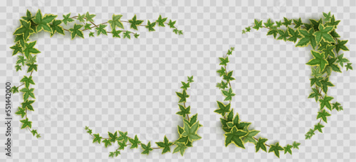Ivy frames, climbing vine with green leaves of creeper plant. Rectangular and oval elegant hedera borders isolated on transparent background. Vignettes design elements, decor Realistic 3d vector set