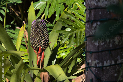 Florida Botanical Center .. a Pinellas County owned park photo