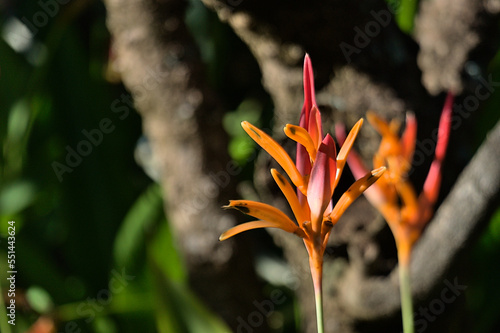Florida Botanical Center .. a Pinellas County owned park