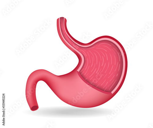 Isometric flat 3d illustration of stomach inner slice anatomy concept