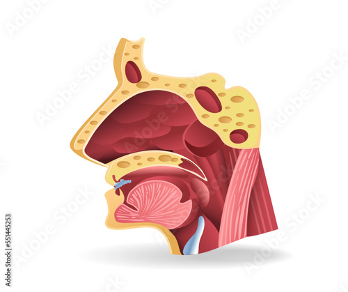 Isometric flat 3d illustration of respiratory tract face section anatomy concept