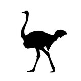 Ostrich silhouette. Vector illustration isolated on the white background