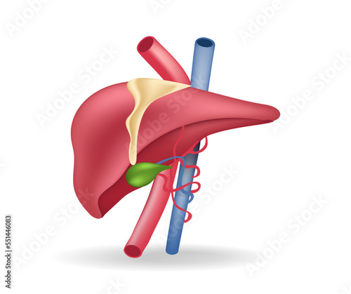 Isometric flat 3d illustration of anatomy concept of blood vessels to liver