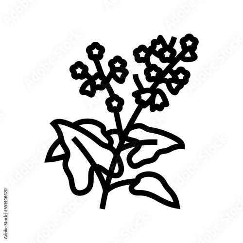 buckwheat plant healthy line icon vector. buckwheat plant healthy sign. isolated contour symbol black illustration