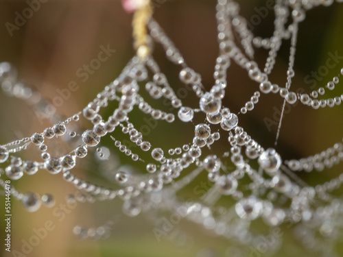 Soft focus of Dew covered spider's web, early morning