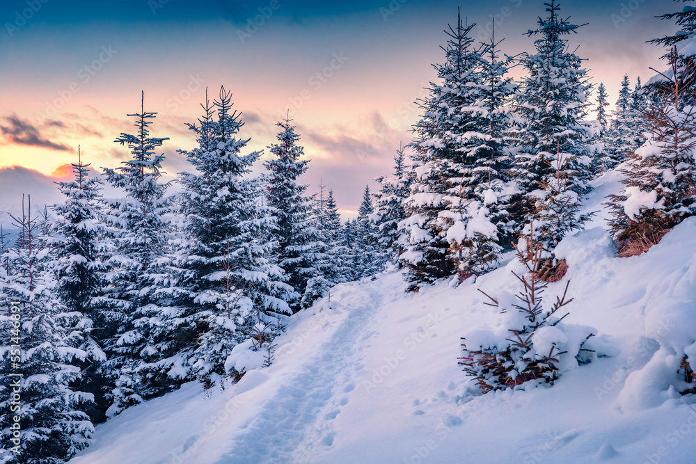 Fototapeta premium Trekking in winter forest. Stunning sunset in mountain woodland. Splendid outdoor scene of Carpathian mountains. Beauty of nature concept background.