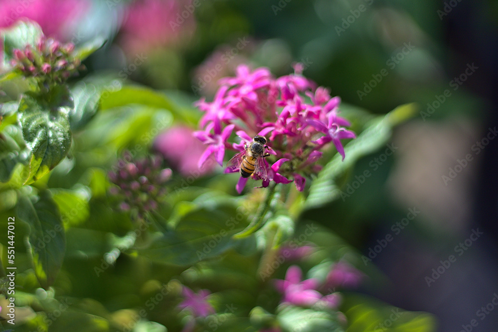 Florida Flowers