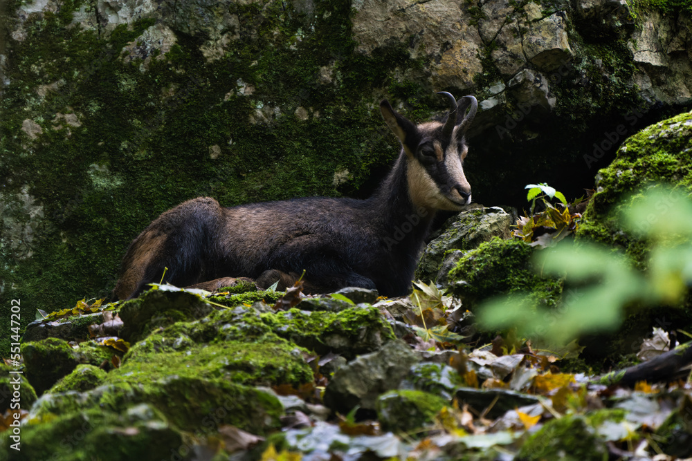 European chamois resting in the mountains