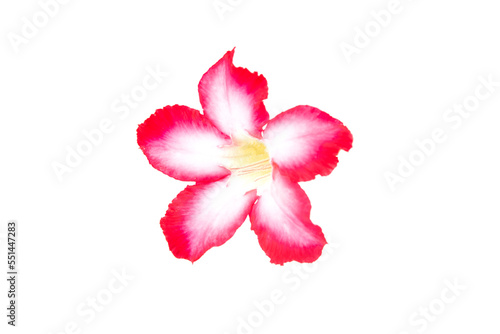 pink azalea flowers isolated on white background