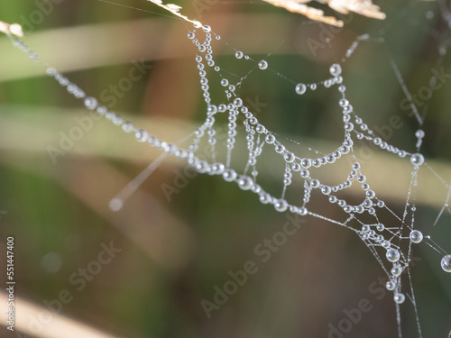 Soft focus of Dew covered spider's web, early morning