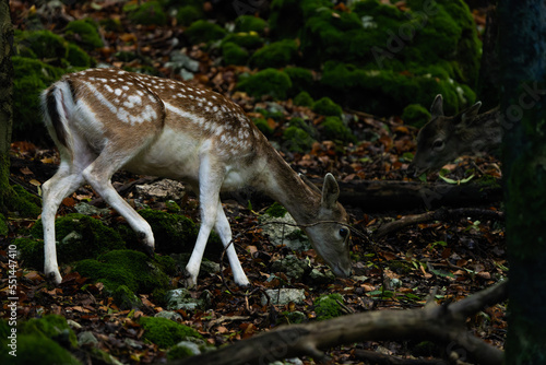 Fallow deer in a forest