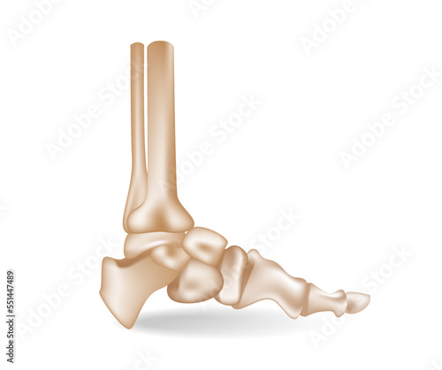 Concept flat 3d isometric illustration of anatomical pieces of the arrangement of the bones of the sole of the foot