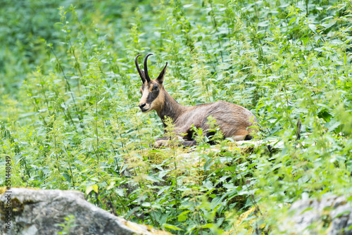 European chamois resting in the mountains