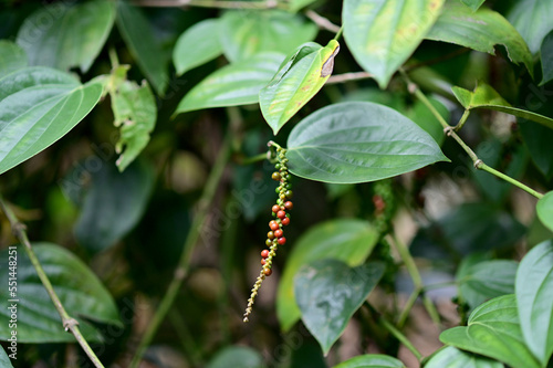 Closeup of Pepper plant with immature peppercorns fresh red and green with natural background in pepper garden at Thailand. photo