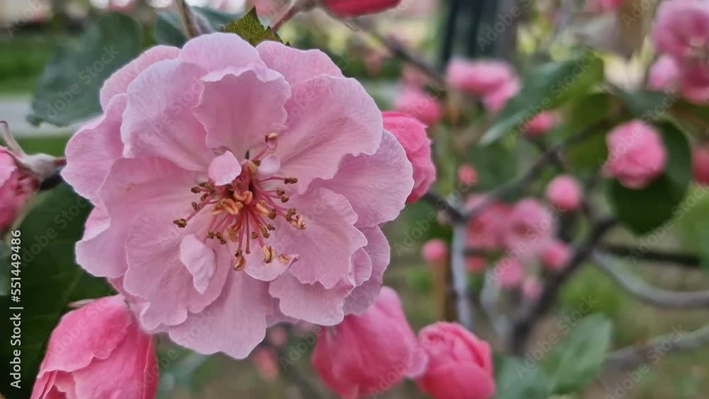 Blooming tree with pink flowers . Spring Flowering tree Blooming tree with pink flowers . Spring Flowering tree