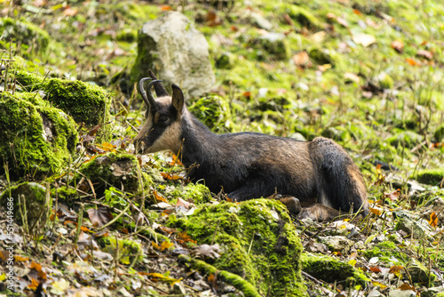 European chamois resting in the mountains