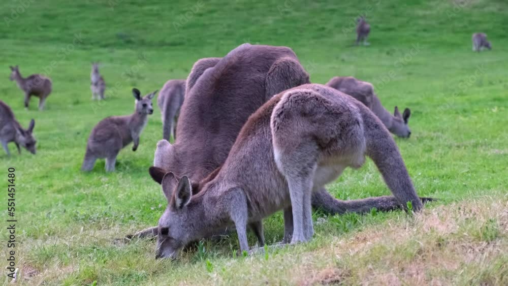 Kangaroos eat grass. Closeup. Kangaroos eat grass. Closeup.