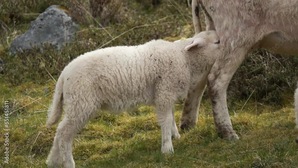 cute norwegian lambs play near mama lamb cute norwegian lambs play near mama lamb