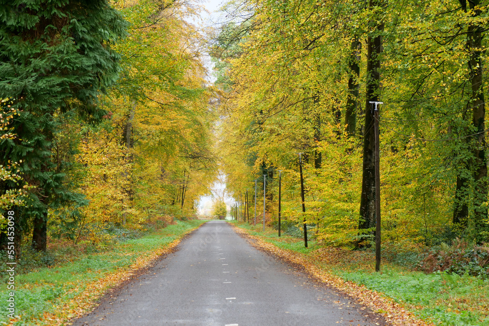 Obraz premium small road in autumn countryside