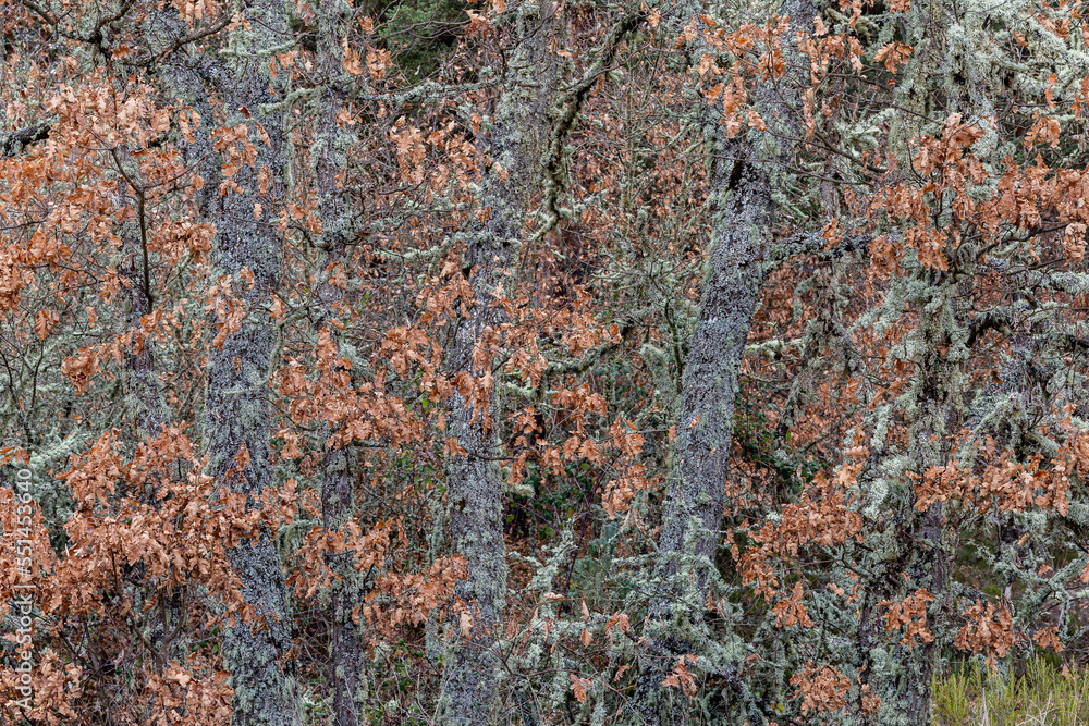 Pyrenean oaks with dry leaves and lichens on their branches in autumn. Quercus pyrenaica. Pyrenean oaks with dry leaves and lichens on their branches in autumn. Quercus pyrenaica.