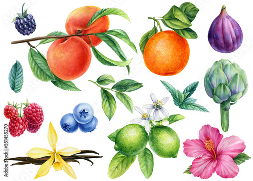 Fototapeta Naklejka Na Ścianę i Meble -  Realistic illustration of fruits and berries isolated on white background Watercolor illustrations.