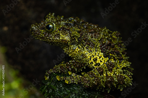 Close-up of a vietnamese mossy frog on a mossy log