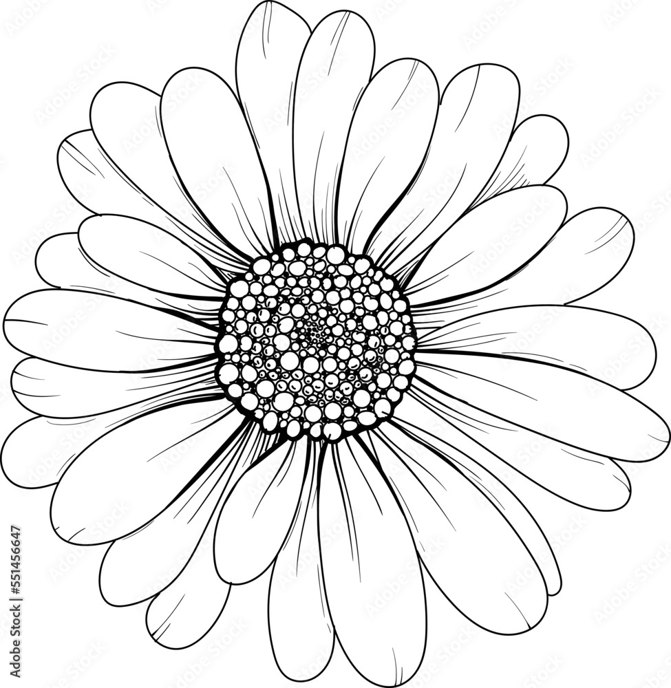 Linear daisies and leaves. Hand drawn illustration. This art is perfect for invitation cards, spring and summer decor, greeting cards, posters, scrapbooking, print, etc.