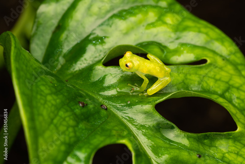 Close-up of a freshly metamorphosed reticulated glass frog on a leaf photo