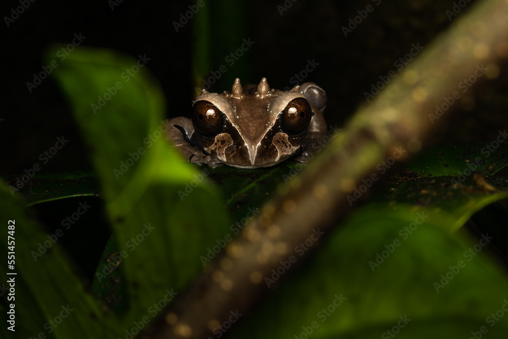 Crowned tree frog on a plant