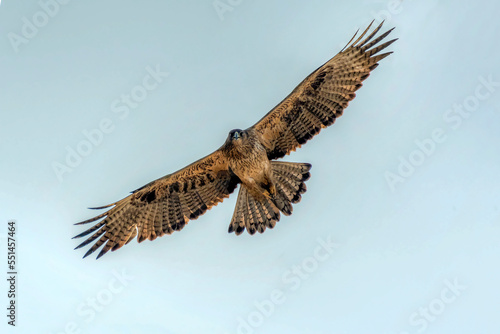 raptor in flight , bird of prey flying with full span of wings , The Bonelli's eagle is a large bird of prey photo