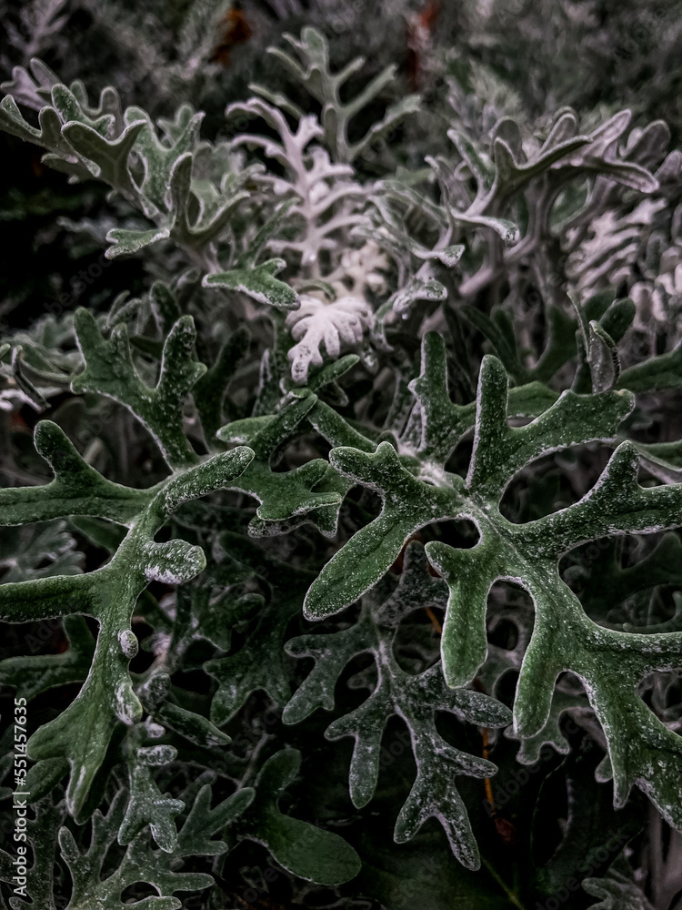 frost on leaf frost on leaf