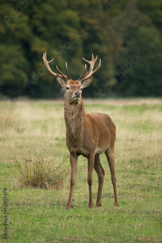 A portrait of a red deer stag as he stands proudly on the grass in a meadow with trees in the background