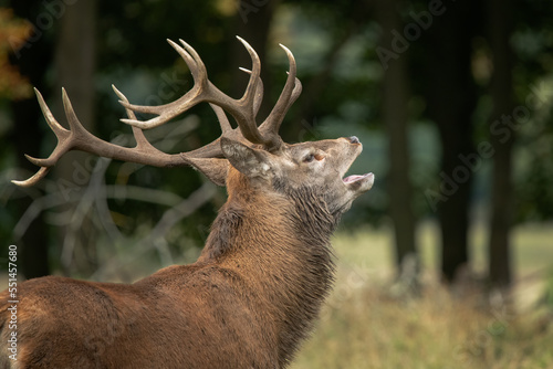 A close up of a red deer stag as he is bellowing with his mouth open