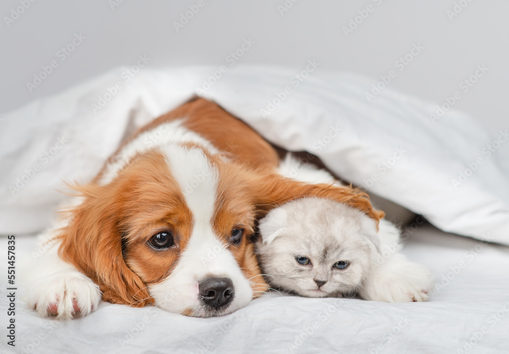A King Charles Spaniel puppy covers a Scottish kitten under a blanket with his ear. Cute puppy and kitten at home
