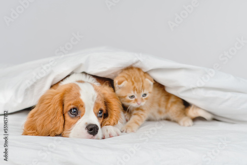 A King Charles Spaniel puppy covers a Scottish kitten under a blanket. Cute puppy and kitten at home