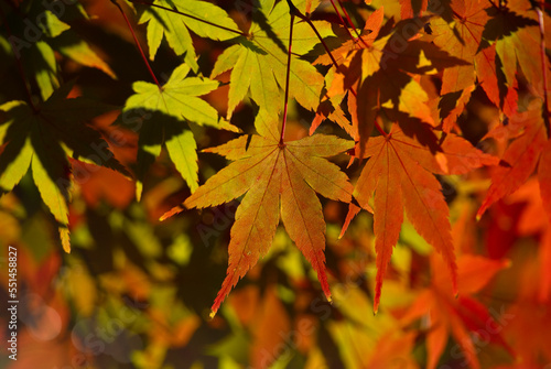 A beautiful gradation color in the autumn leaves