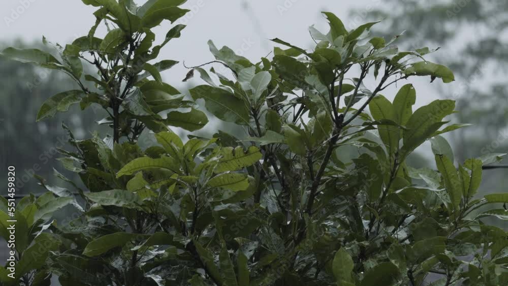 Dark green shoots of mango fruit plants with drizzling rain environmental conditions Dark green shoots of mango fruit plants with drizzling rain environmental conditions