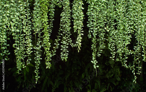 A natural curtain from a de...