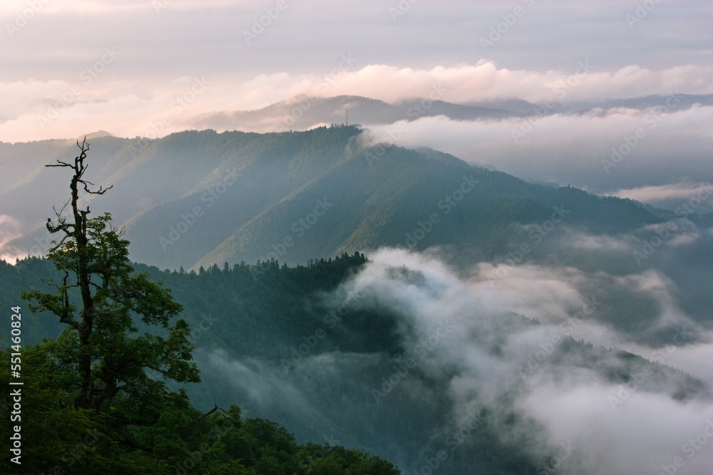 scenic summer dawn floral image, amazing mountains landscape with blooming flowers at morning sunrise, scenic nature scenery