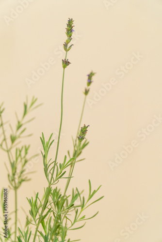 Homemade potted plant on a white and yellow background